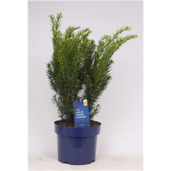 Taxus x media 'Densiformis' F00003643