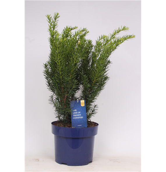 Taxus x media 'Densiformis' F00003643