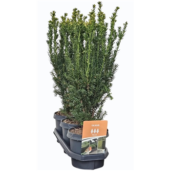 Taxus x media 'Hillii' F00008047
