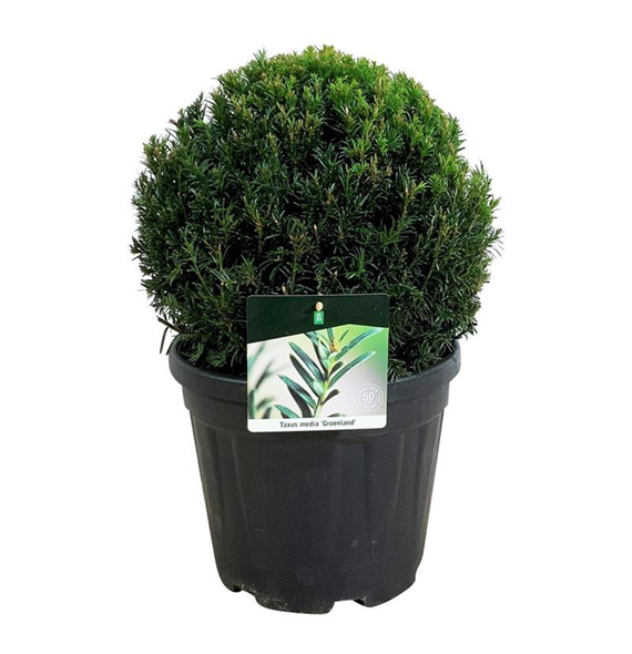 Taxus x media 'Groenland' F00005867