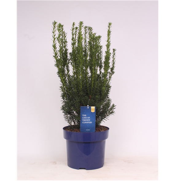 Taxus x media 'Hillii' F00003558