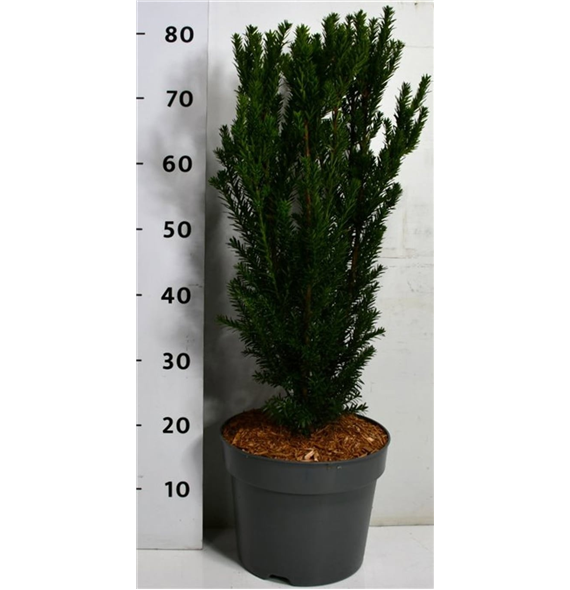Taxus x media 'Hillii' F00006342