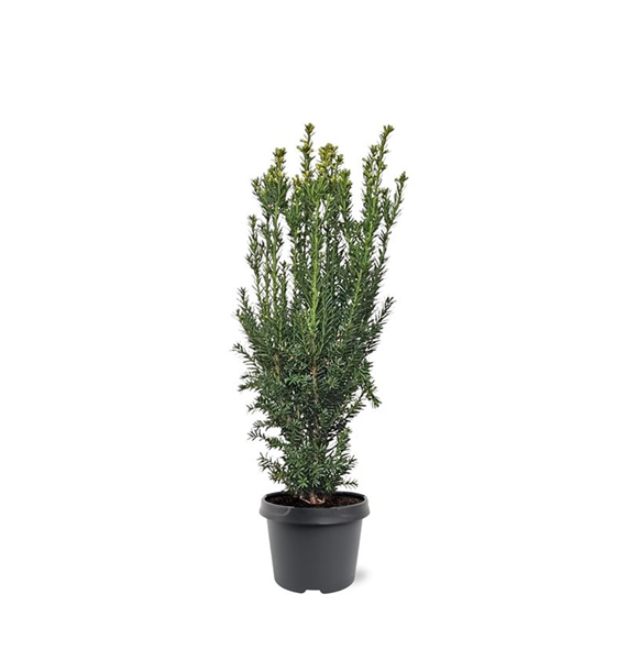 Taxus x media 'Hillii' F00008267