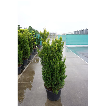 Taxus x media 'Hillii' F00005635