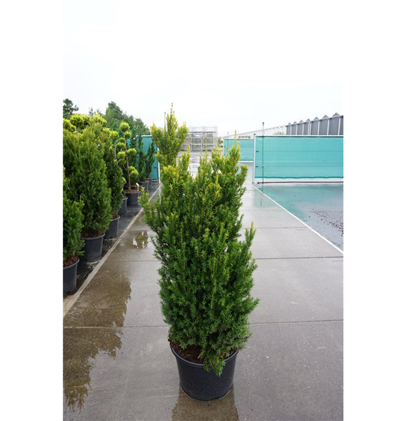 Taxus x media 'Hillii' F00005635