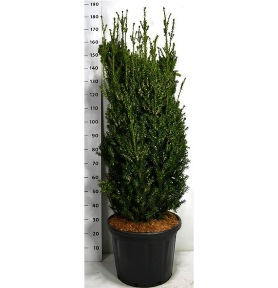 Taxus x media 'Hillii' F00004946