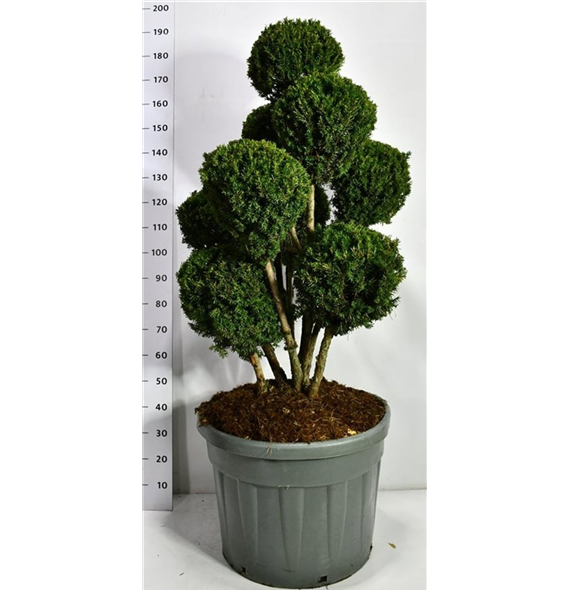 Taxus x media 'Hillii' F00006551