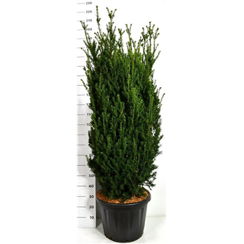 Taxus x media 'Hillii' F00006504