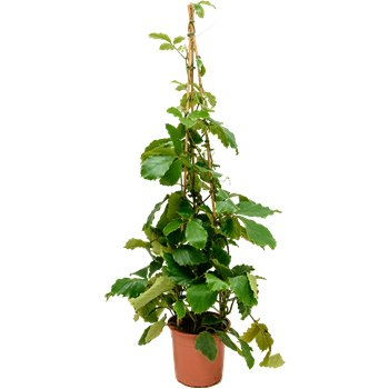 Tetrastigma voinierianum 4TEVOPY27