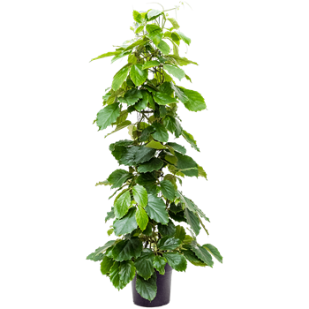 Tetrastigma voinierianum 4TEVOZU27