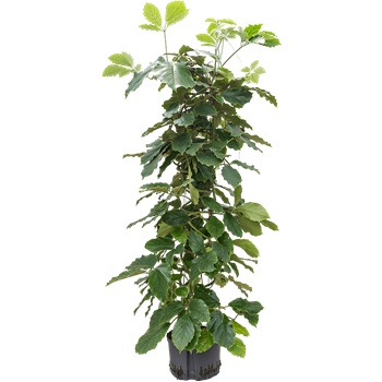 Tetrastigma voinierianum 1TETRPY20