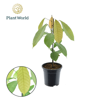 Theobroma cacao F00006461