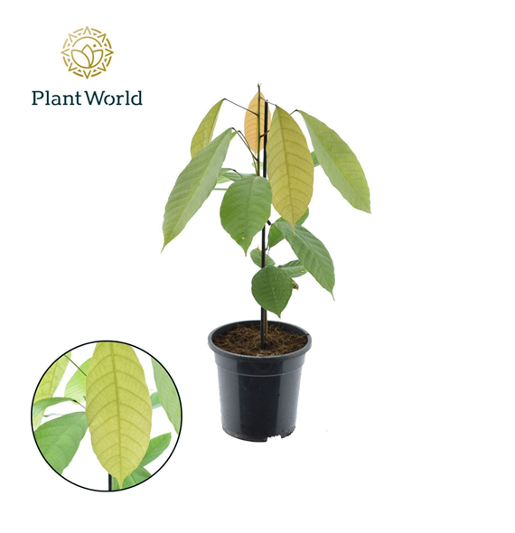 Theobroma cacao F00006461