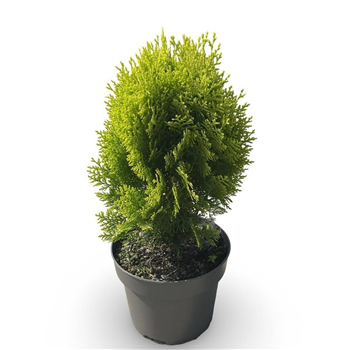 Thuja occidentalis 'Aurea Nana' F00008086