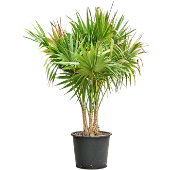Thrinax radiata 4TRINRS01