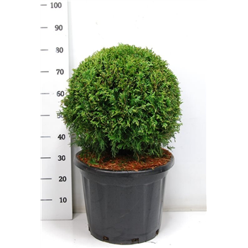 Thuja occidentalis 'Brabant' F00006011