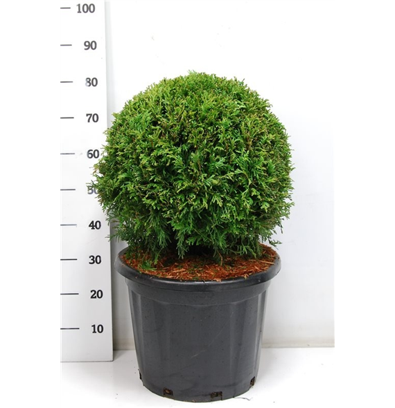 Thuja occidentalis 'Brabant' F00006011