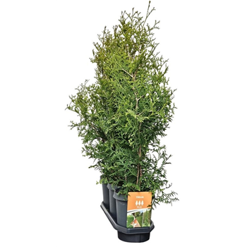 Thuja occidentalis 'Brabant' F00008048