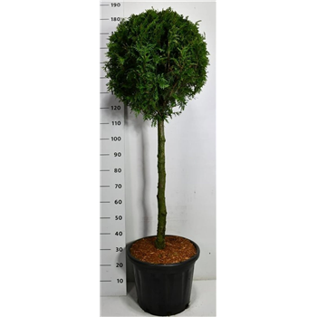 Thuja occidentalis 'Brabant' F00006489