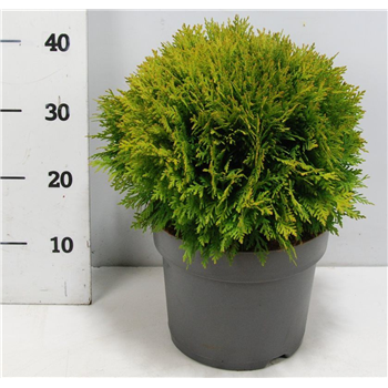 Thuja occidentalis 'Danica' F00005882