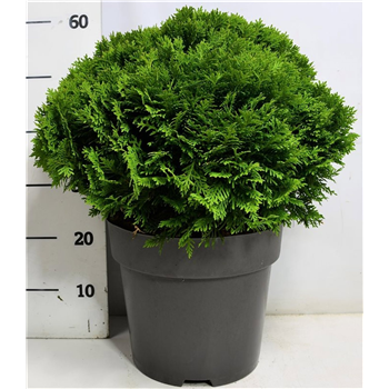 Thuja occidentalis 'Danica' F00005880