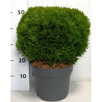 Thuja occidentalis 'Danica' F00006375