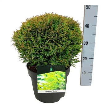 Thuja occidentalis 'Danica' F00007066