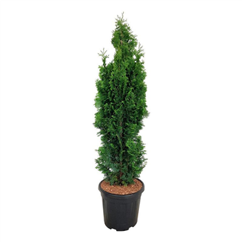 Thuja occidentalis 'Degroots Spire' F00007058
