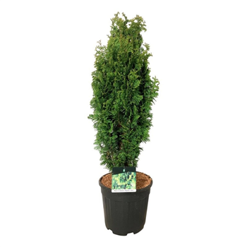 Thuja occidentalis 'Degroots Spire' F00006974