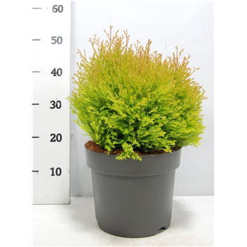 Thuja occidentalis 'Fire Chief' F00006352