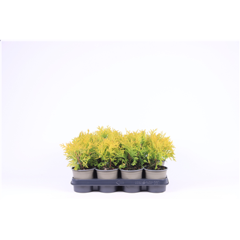 Thuja occidentalis 'Golden Globe' F00003510