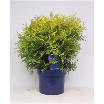 Thuja occidentalis 'Golden Globe' F00003551