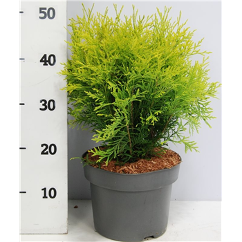 Thuja occidentalis 'Golden Globe' F00005914