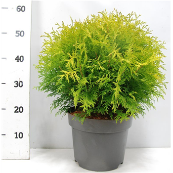 Thuja occidentalis 'Golden Globe' F00005912