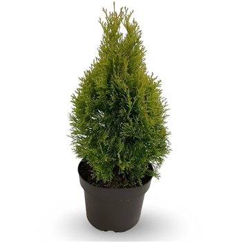 Thuja occidentalis 'Golden Smaragd' F00008066