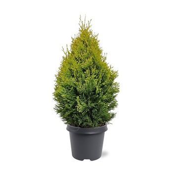 Thuja occidentalis 'Golden Smaragd' F00008028