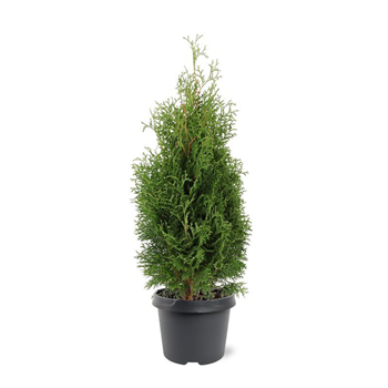 Thuja occidentalis 'Holmstrup' F00008268