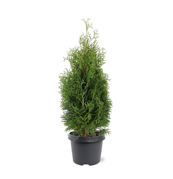 Thuja occidentalis 'Holmstrup' F00008268