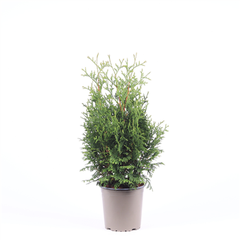 Thuja occidentalis 'Holmstrup' F00003509