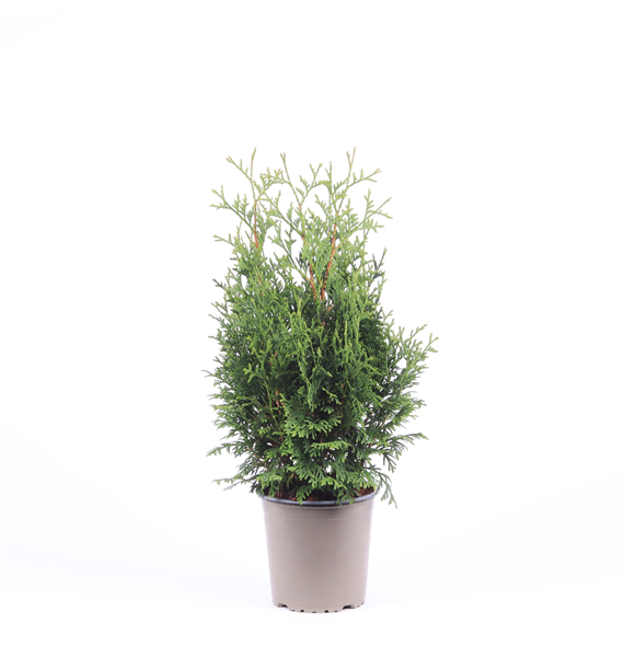 Thuja occidentalis 'Holmstrup' F00003509