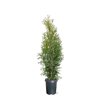 Thuja occidentalis 'King of Brabant' F00008030