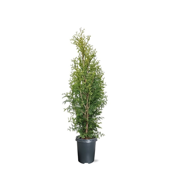 Thuja occidentalis 'King of Brabant' F00008030