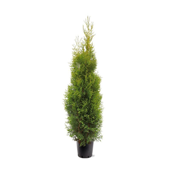 Thuja occidentalis 'King of Brabant' F00008032