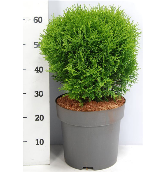 Thuja occidentalis 'Little Giant' F00005884