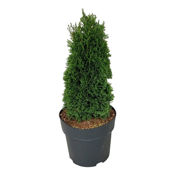 Thuja occidentalis 'Maks' F00007061