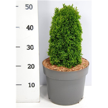 Thuja occidentalis 'Maks' F00005951