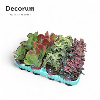 Kalanhoja mix Mix (Decorum)1 pp 12 12cm 8.5cm Q3377