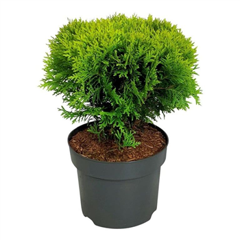 Thuja occidentalis 'Mirjam' F00007064