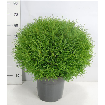 Thuja occidentalis 'Mr Skledaing Ball' F00005886