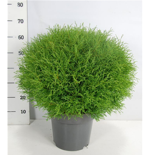 Thuja occidentalis 'Mr Skledaing Ball' F00005886